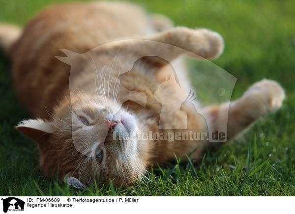 liegende Hauskatze / lying house cat / PM-06689