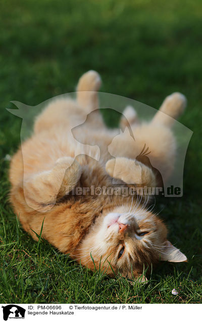 liegende Hauskatze / lying house cat / PM-06696