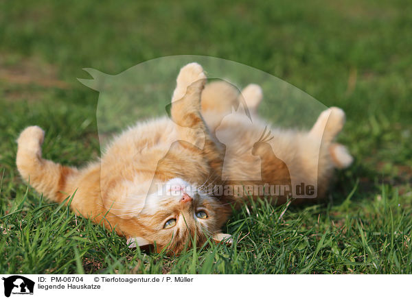 liegende Hauskatze / lying house cat / PM-06704