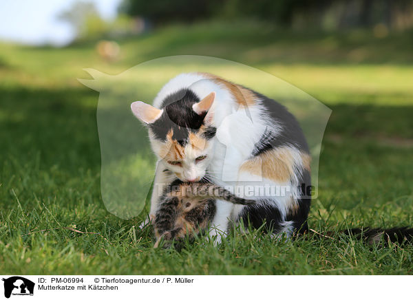 Mutterkatze mit Ktzchen / mother cat with kitten / PM-06994