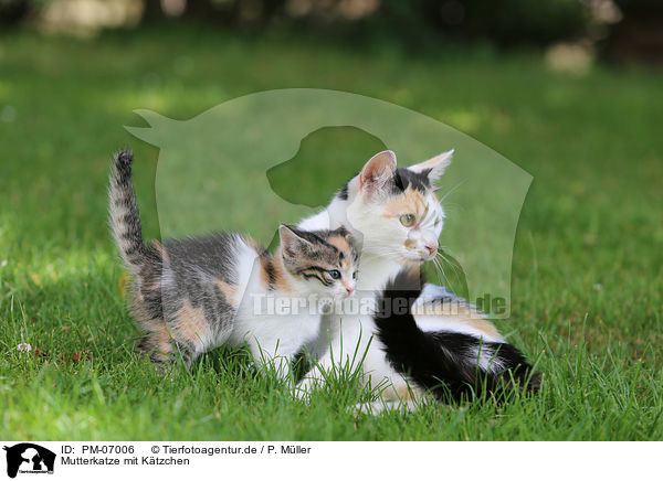 Mutterkatze mit Ktzchen / mother cat with kitten / PM-07006