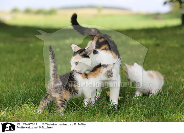 Mutterkatze mit Ktzchen / mother cat with kitten / PM-07011