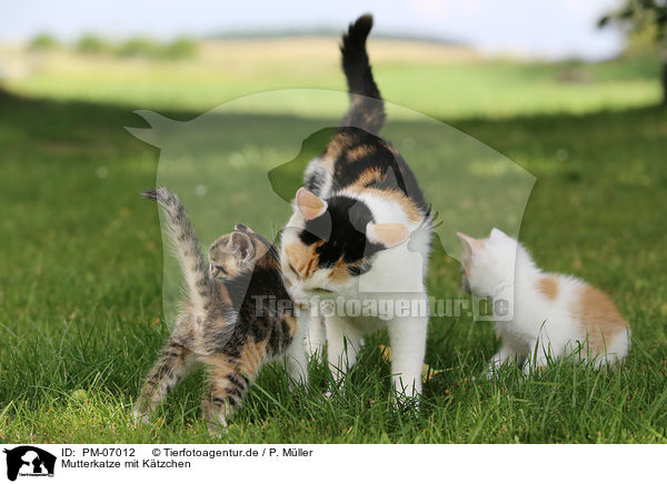 Mutterkatze mit Ktzchen / mother cat with kitten / PM-07012