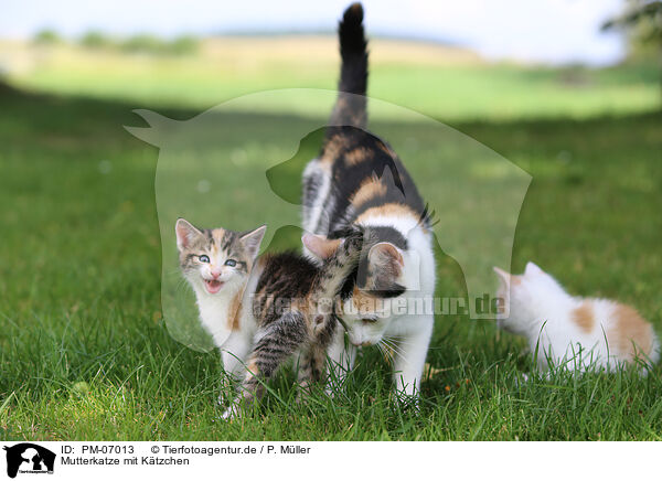 Mutterkatze mit Ktzchen / mother cat with kitten / PM-07013