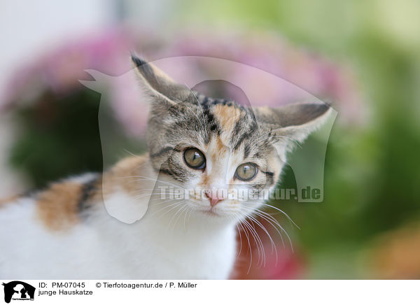junge Hauskatze / young cat / PM-07045