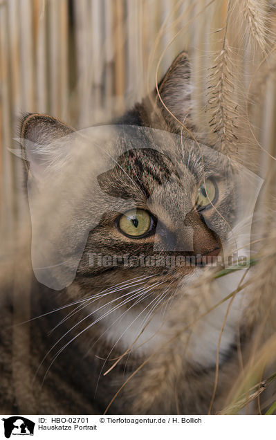 Hauskatze Portrait / cat portrait / HBO-02701