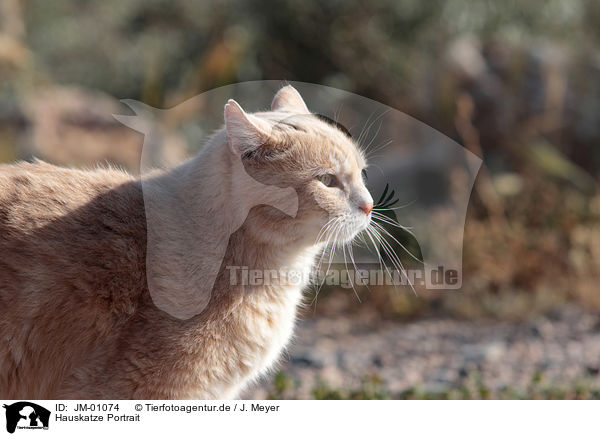 Hauskatze Portrait / cat portrait / JM-01074