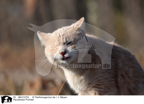 Hauskatze Portrait / JM-01079