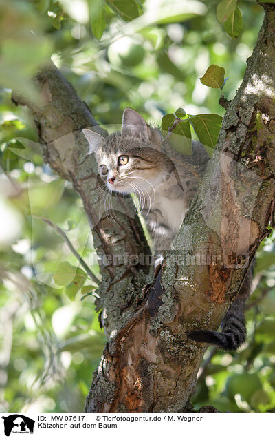 Ktzchen auf dem Baum / kitten on the tree / MW-07617
