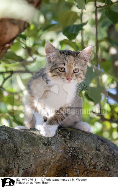 Ktzchen auf dem Baum / kitten on the tree / MW-07618