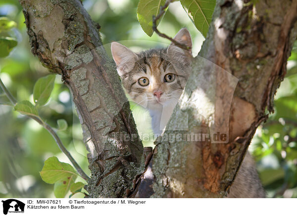 Ktzchen au fdem Baum / kitten on the tree / MW-07621
