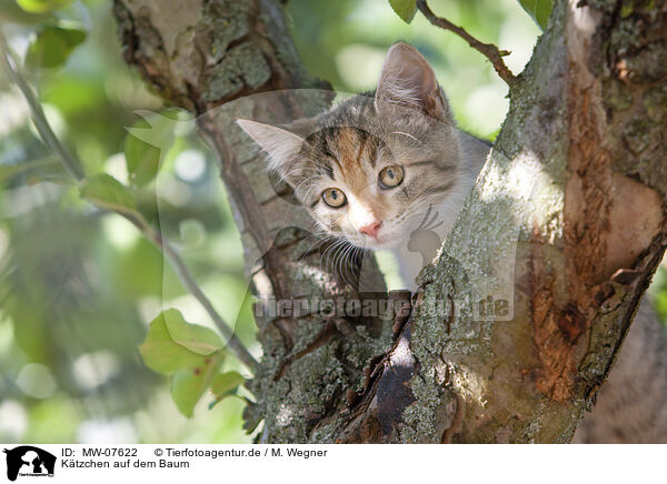 Ktzchen auf dem Baum / kitten on the tree / MW-07622
