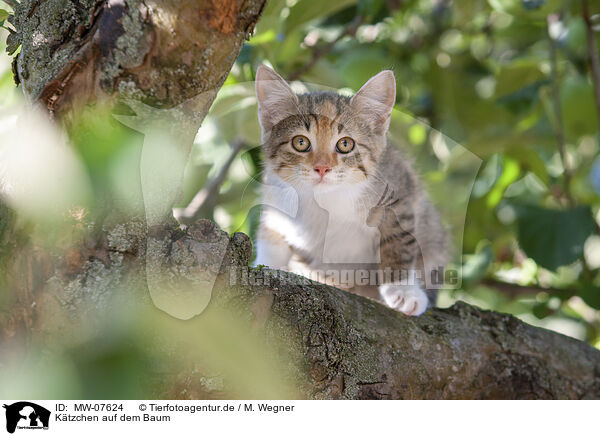 Ktzchen auf dem Baum / kitten on the tree / MW-07624