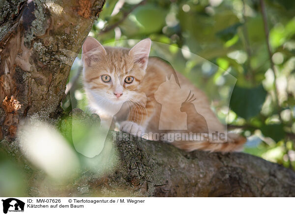 Ktzchen auf dem Baum / kitten on the tree / MW-07626