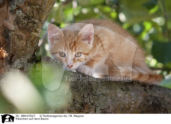 Ktzchen auf dem Baum / kitten on the tree / MW-07627