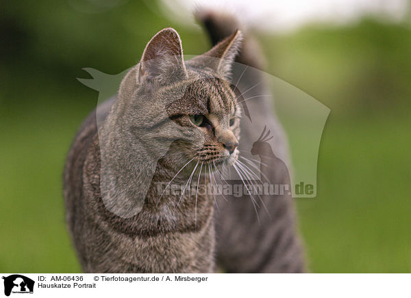 Hauskatze Portrait / cat portrait / AM-06436