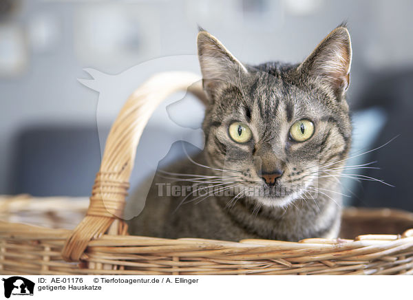 getigerte Hauskatze / tabby domestic cat / AE-01176