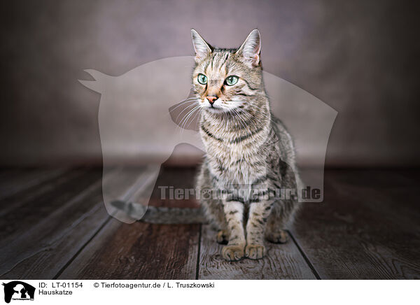 Hauskatze / cat / LT-01154