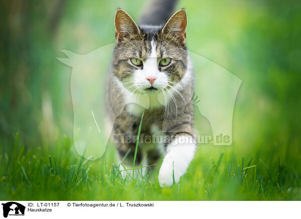 Hauskatze / LT-01157