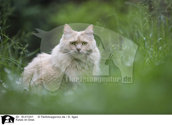 Katze im Gras / Cat in the grass / SI-01041