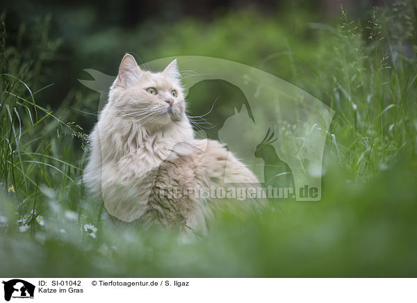 Katze im Gras / Cat in the grass / SI-01042