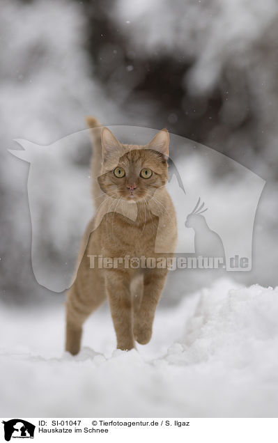 Hauskatze im Schnee / domestic cat in the snow / SI-01047