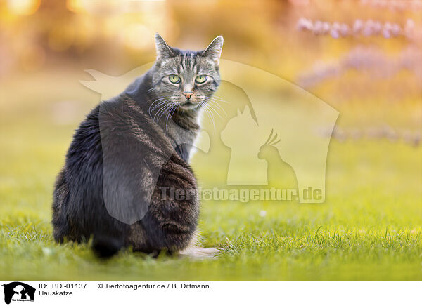 Hauskatze / BDI-01137