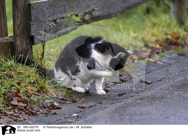 Katze putzt sich / cat is cleaning itself / WS-09276