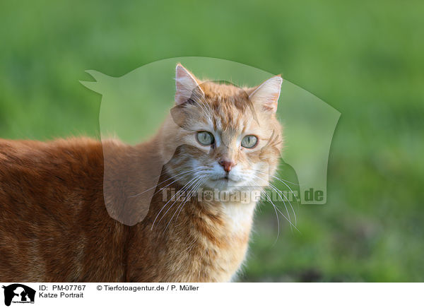 Katze Portrait / cat portrait / PM-07767