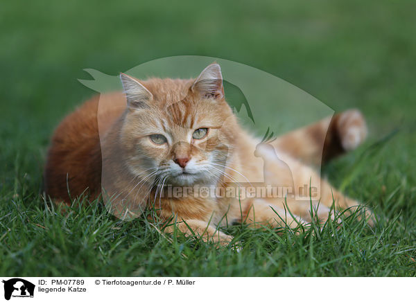 liegende Katze / lying cat / PM-07789