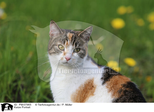 Katze Portrait / cat portrait / PM-07965