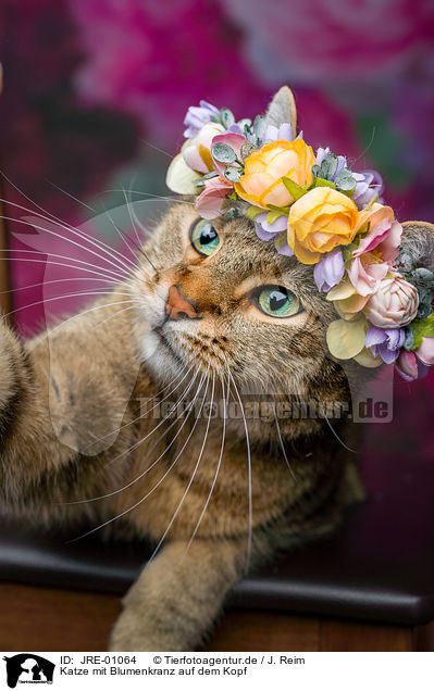 Katze mit Blumenkranz auf dem Kopf / Cat with flower wreath on head / JRE-01064