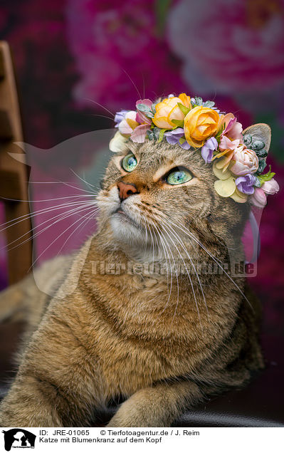 Katze mit Blumenkranz auf dem Kopf / Cat with flower wreath on head / JRE-01065