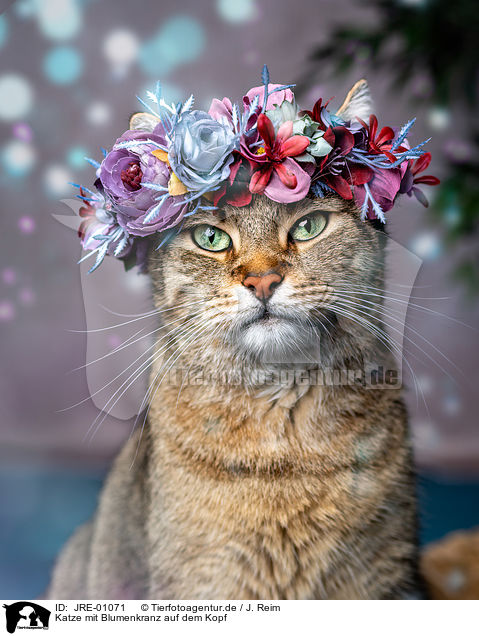 Katze mit Blumenkranz auf dem Kopf / Cat with flower wreath on head / JRE-01071