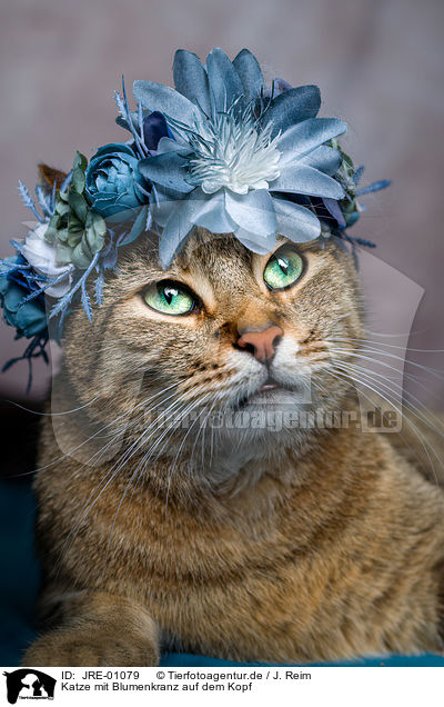 Katze mit Blumenkranz auf dem Kopf / Cat with flower wreath on head / JRE-01079