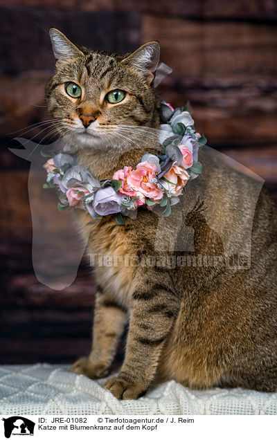 Katze mit Blumenkranz auf dem Kopf / Cat with flower wreath on head / JRE-01082