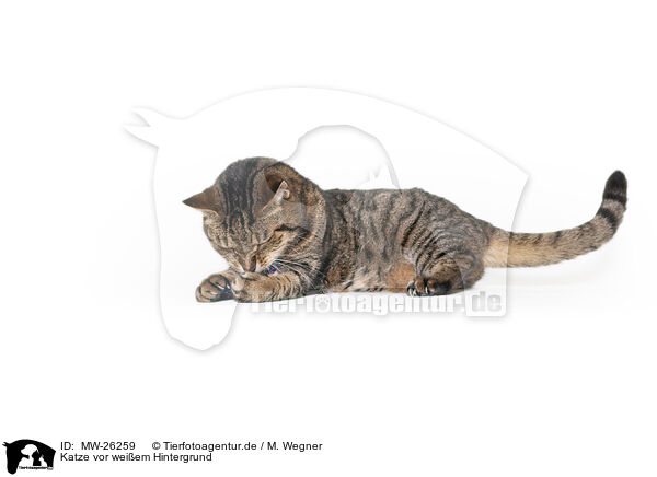 Katze vor weiem Hintergrund / MW-26259