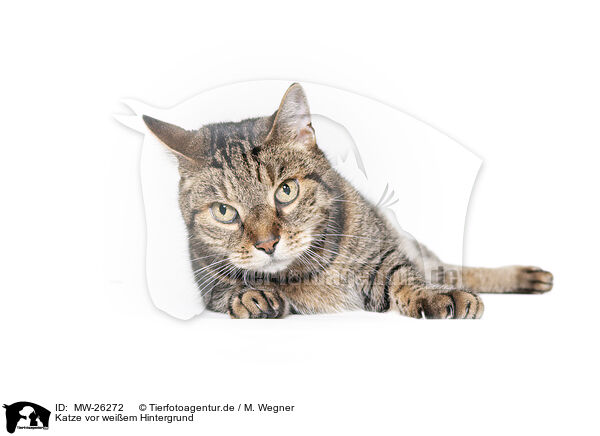 Katze vor weiem Hintergrund / Cat in front of white background / MW-26272