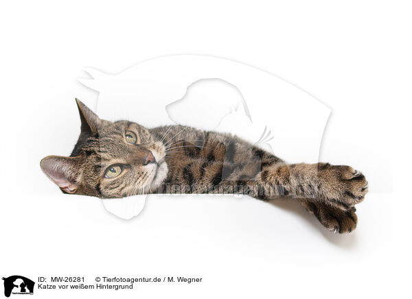 Katze vor weiem Hintergrund / Cat in front of white background / MW-26281