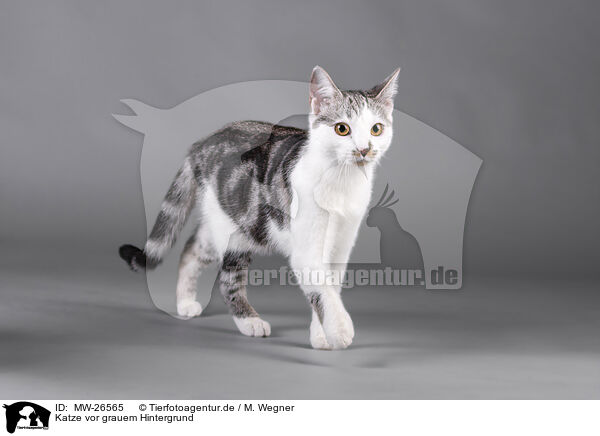 Katze vor grauem Hintergrund / MW-26565