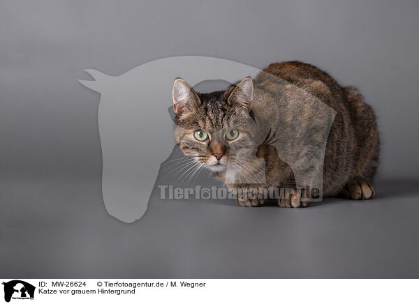 Katze vor grauem Hintergrund / Cat in front of grey background / MW-26624