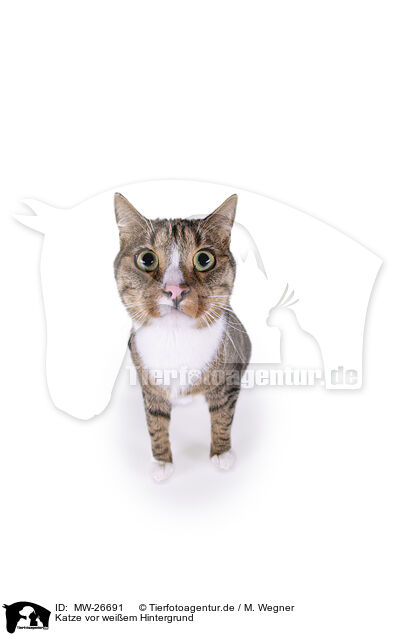 Katze vor weiem Hintergrund / Cat in front of white background / MW-26691