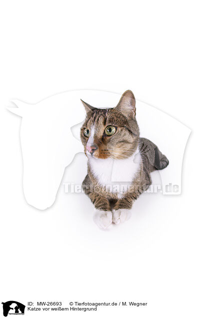 Katze vor weiem Hintergrund / Cat in front of white background / MW-26693
