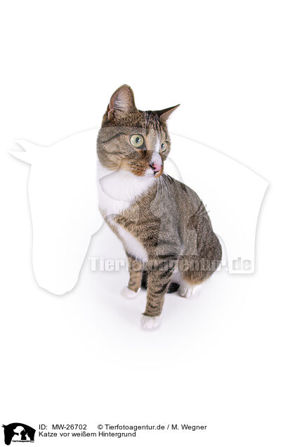 Katze vor weiem Hintergrund / Cat in front of white background / MW-26702
