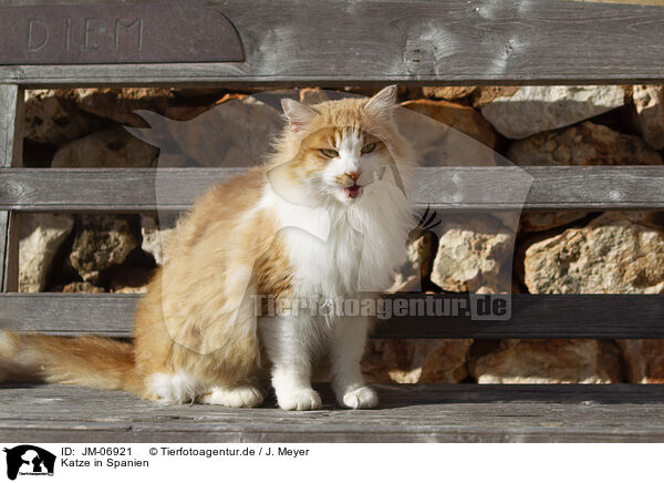 Katze in Spanien / Cat in Spain / JM-06921