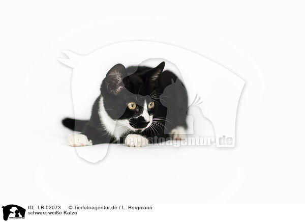 schwarz-weie Katze / black-white cat / LB-02073