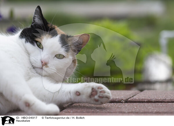 Hauskatze / domestic cat / HBO-04917