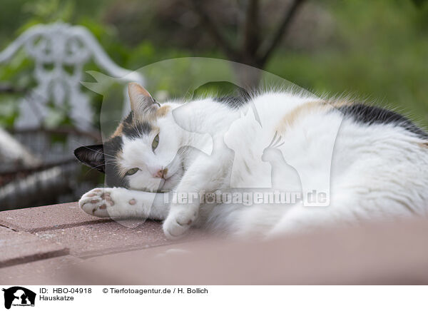 Hauskatze / domestic cat / HBO-04918