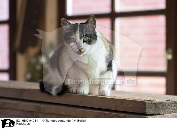 Hauskatze / domestic cat / HBO-04931