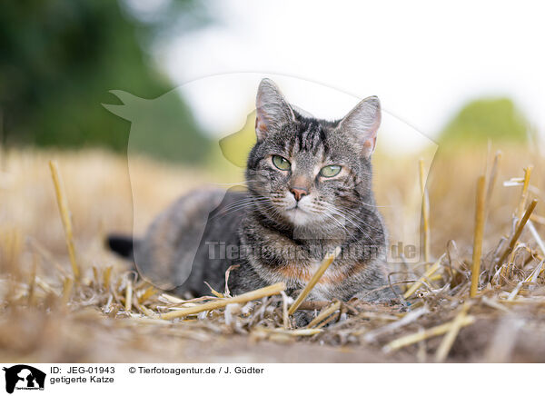getigerte Katze / tabby cat / JEG-01943